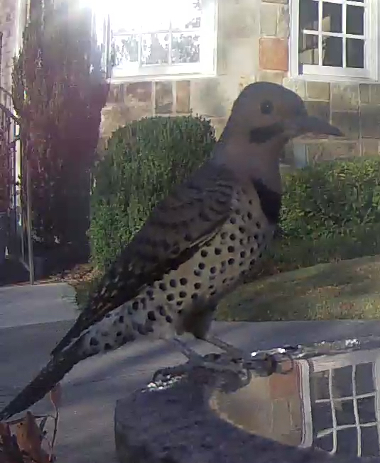 Northern Flicker at Birdbath