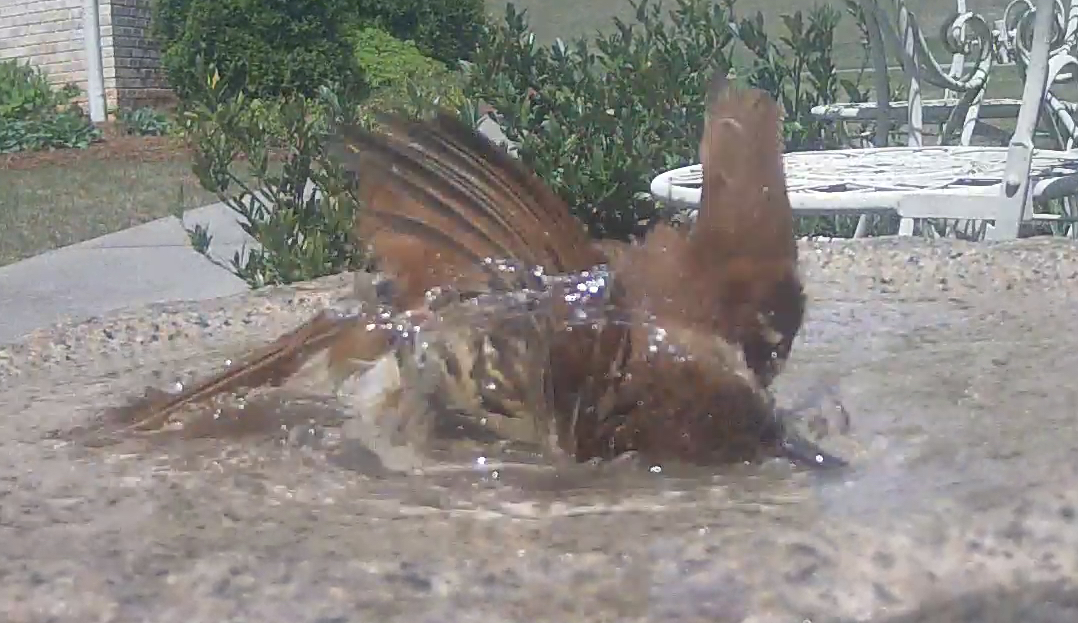 Brown Thrasher Getting Those Ears Clean