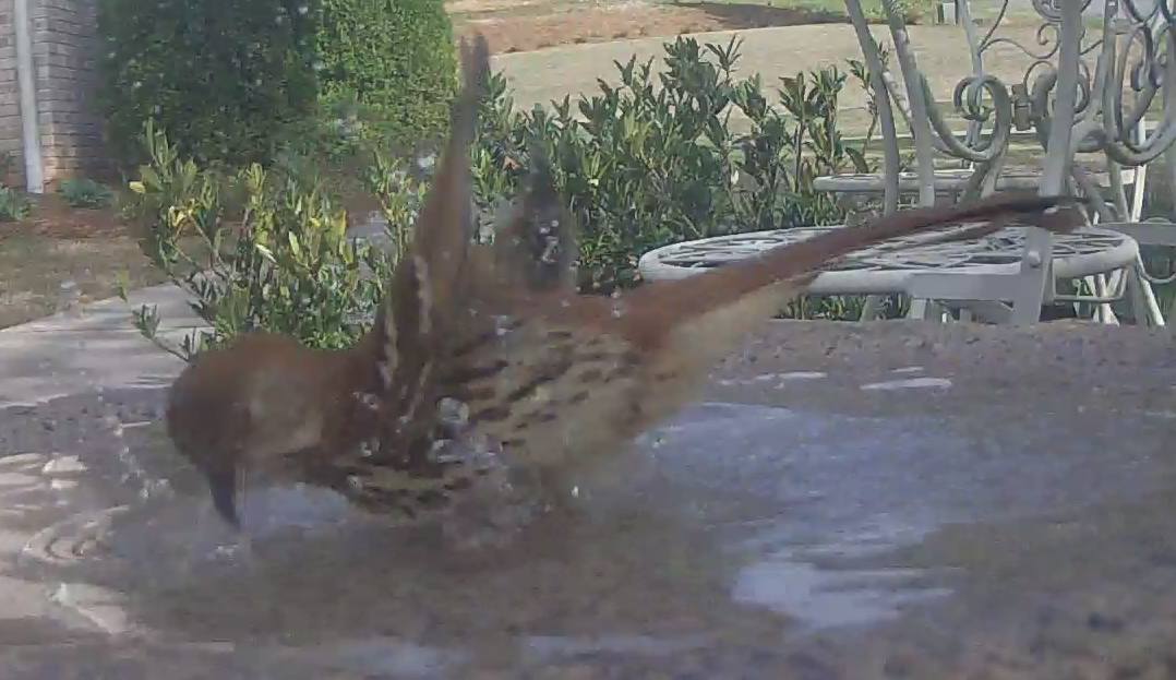 Brown Thrasher Getting Down in the Birdbath