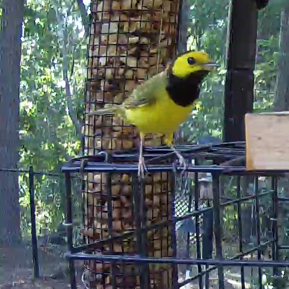 Male Hooded Warbler