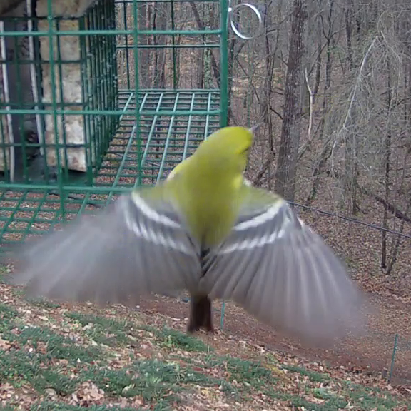 Male Pine Warbler