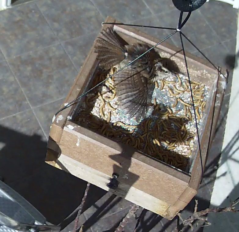 Carolina Wren Hogs the Mealworms