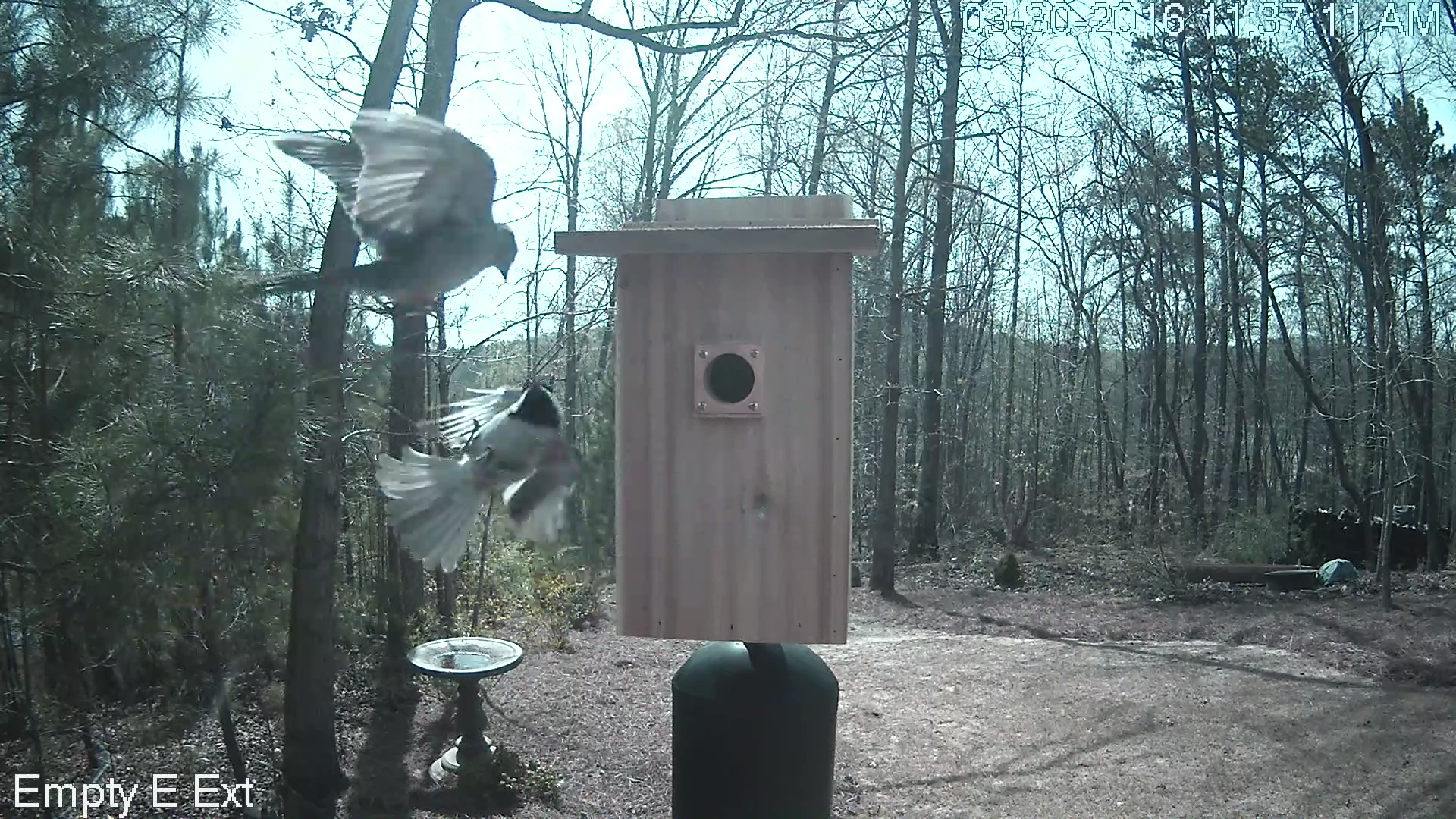 Chickadee vs Chipping Sparrow 3