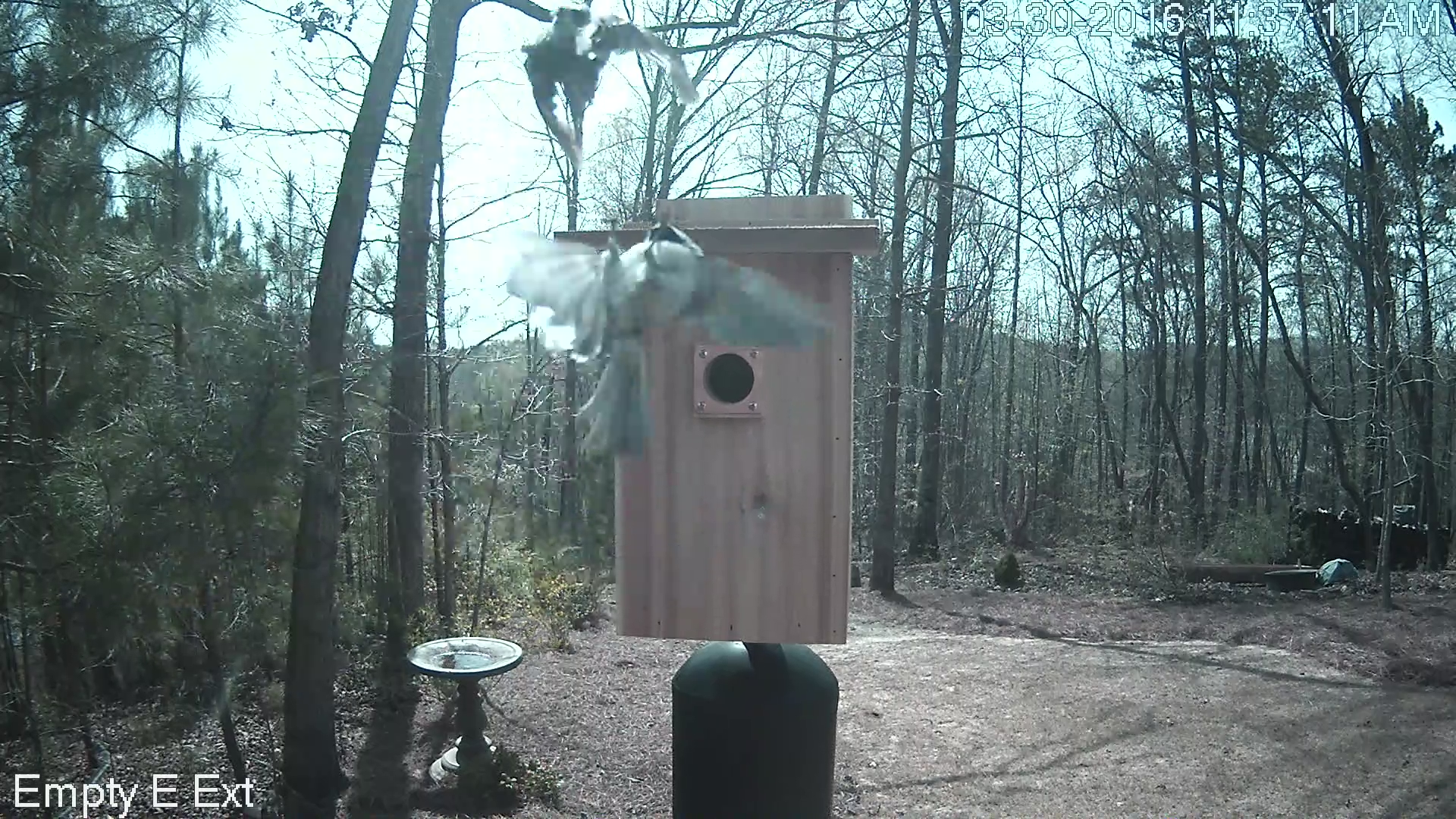 Chickadee vs Chipping Sparrow 4