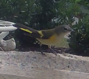 American Redstart Female