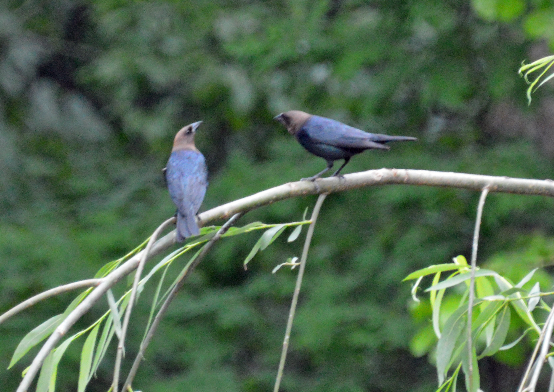 Male Cowbirds