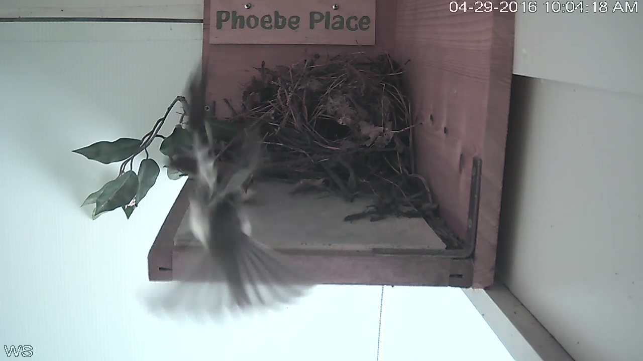 Phoebe vs Wren 0 - 2016-04-29