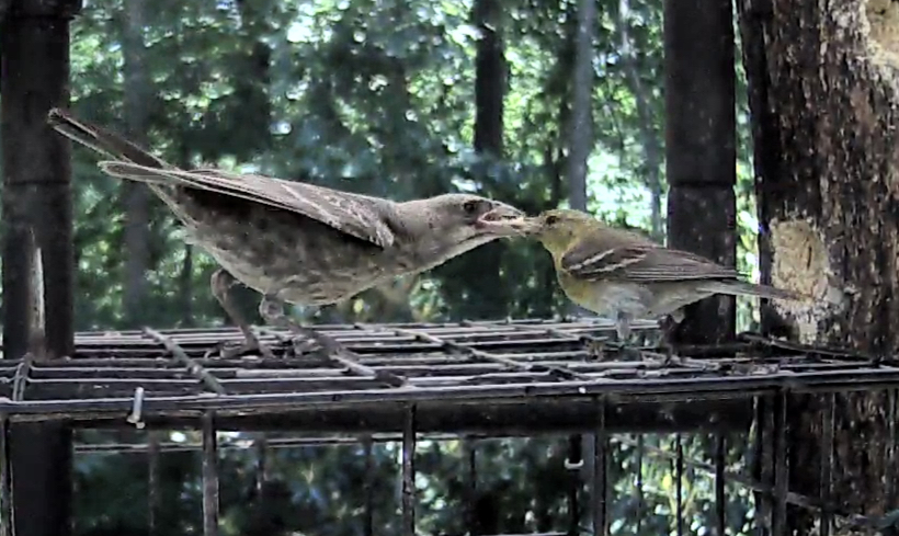 Pine Warbler Feeding Cowbird