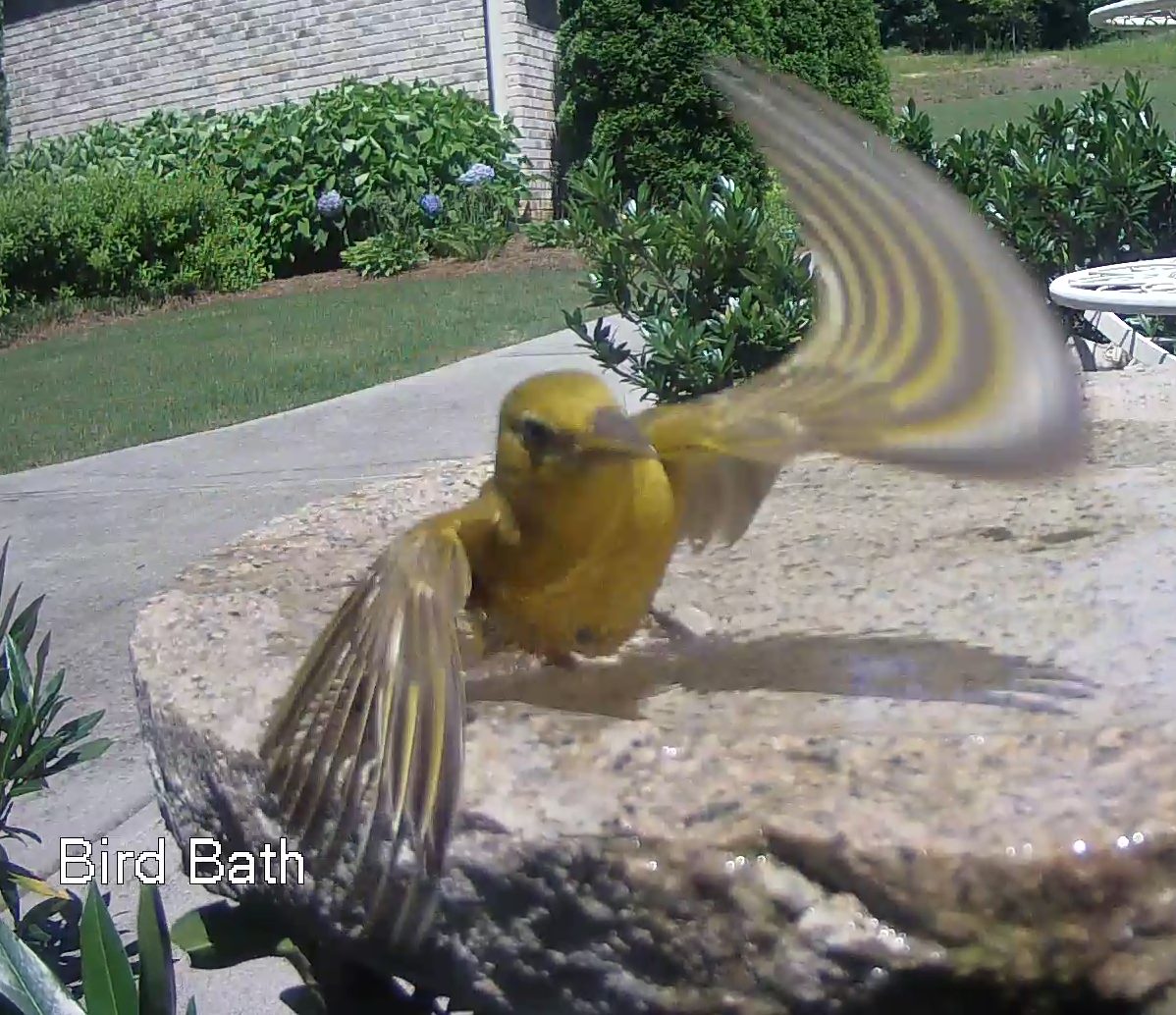 Summer Tanager Female at Birdbath