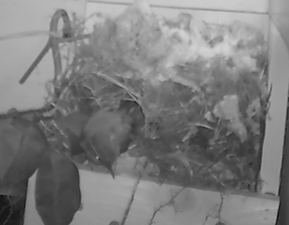 Wren Parent Leaves Nest in Morning