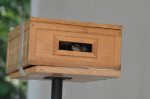 Wrens in a Box