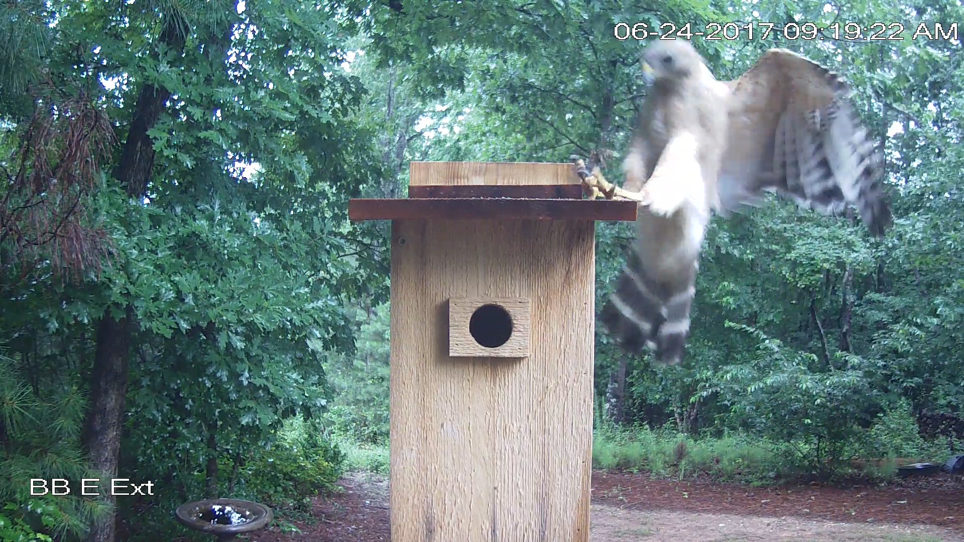 Hawk Landing on Chickadee House