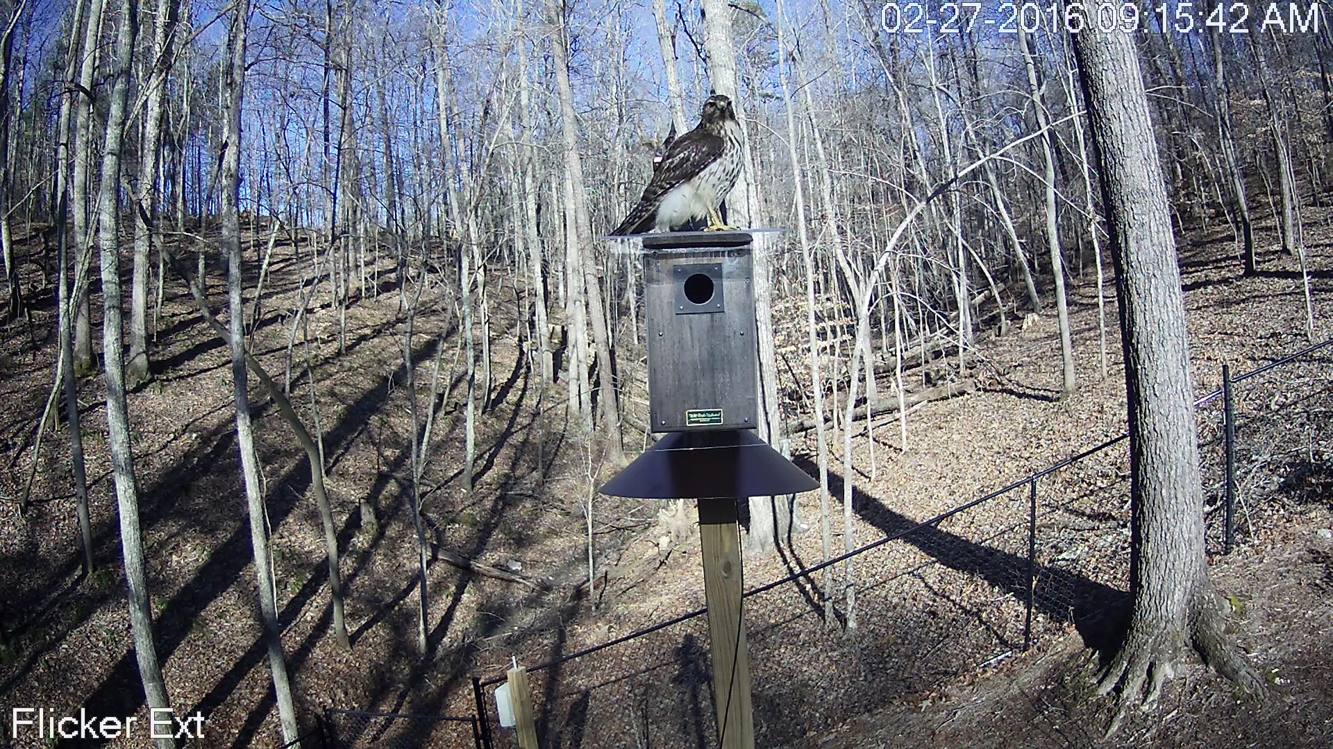 Hawk on Flicker House