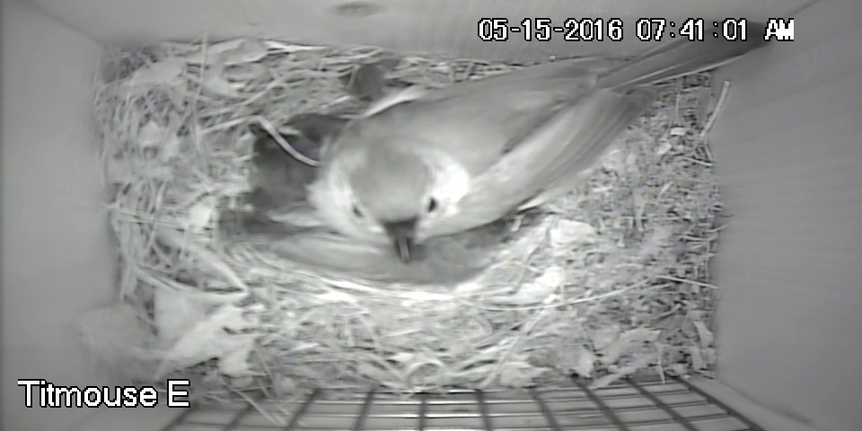 Momma Titmouse Defending Nest