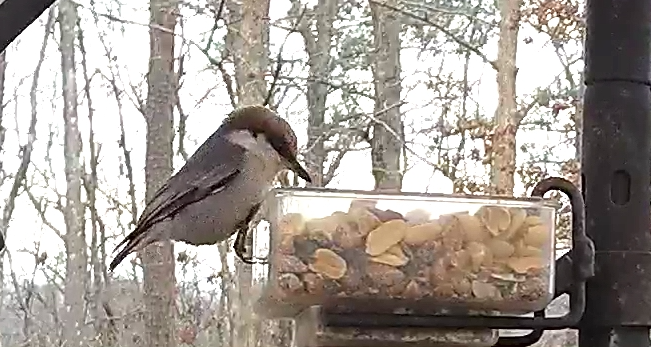 Brown-headed Nuthatch on Cup