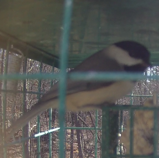 Chickadee on Suet