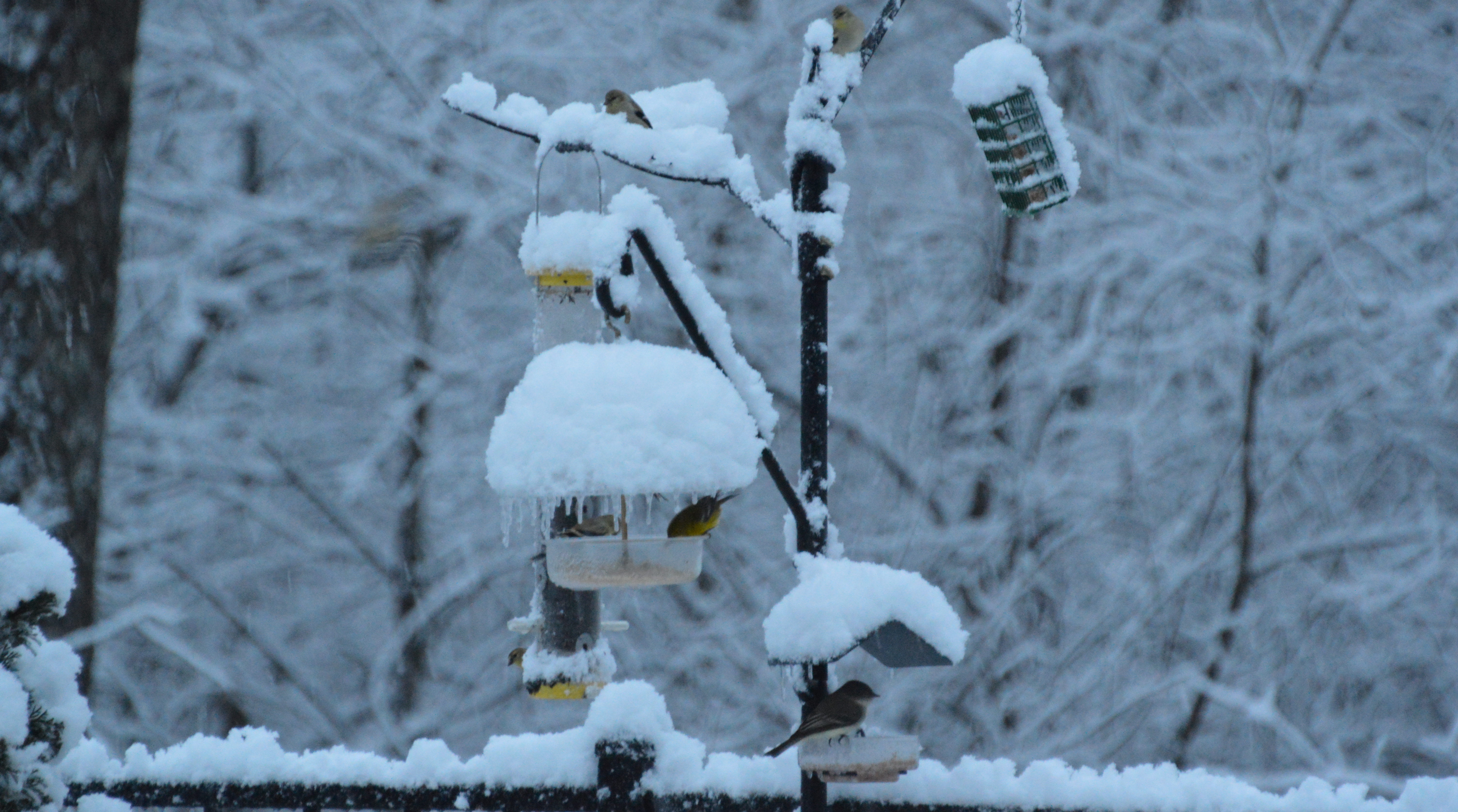 Could be Worse: Eastern Phoebe Winter 2013