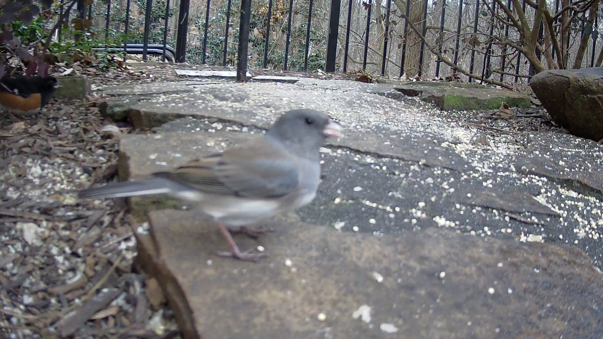 Dark-eyed Junco-2018-01-08