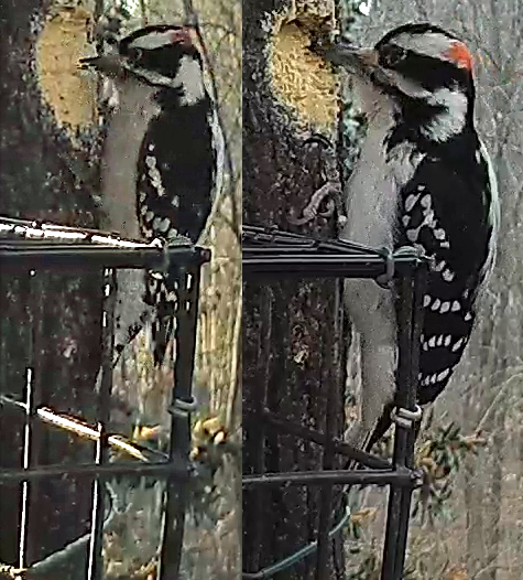 Downy vs Hairy Woodpeckers