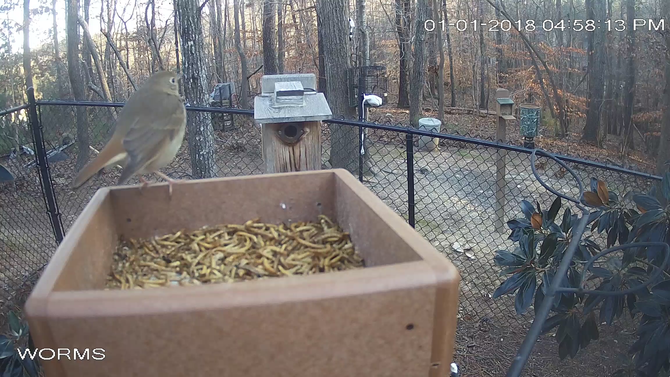 Hermit Thrush Back