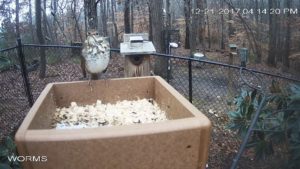 Hermit Thrush Front