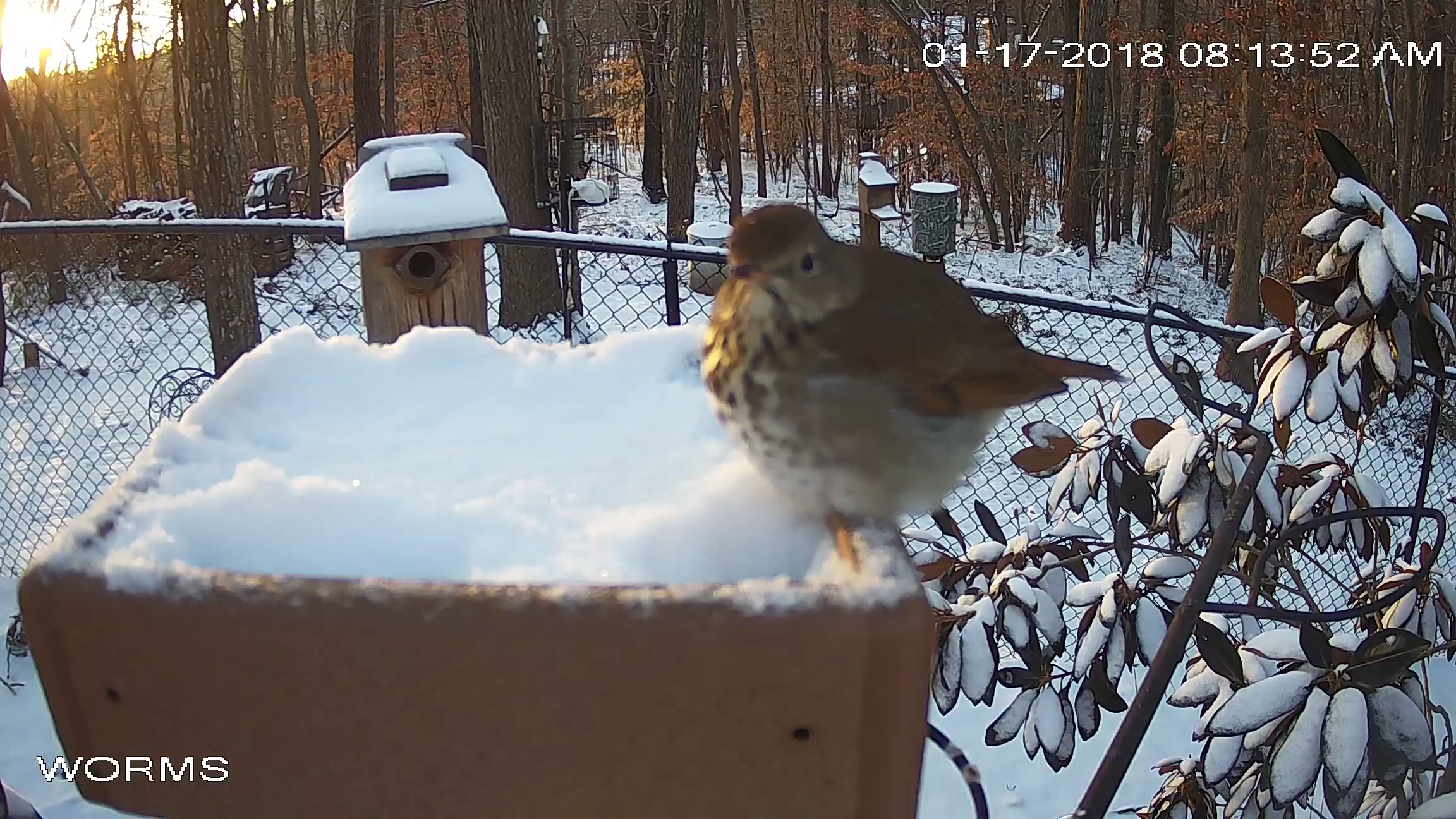 Hermit Thrush Jan 18 2018