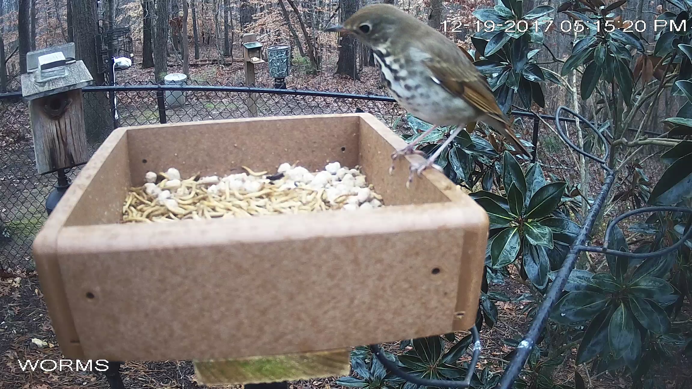 Hermit Thrush Side