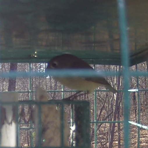 Kinglet on Suet