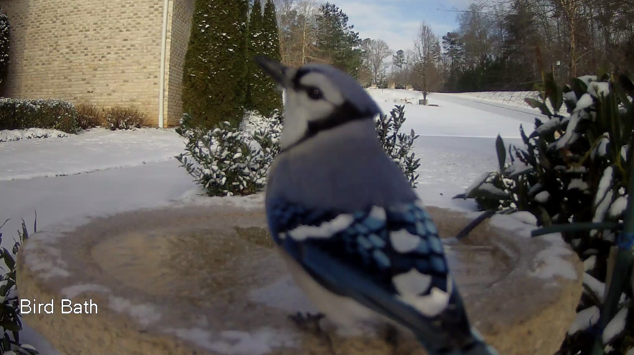 Shades of Blue - Blue Jay