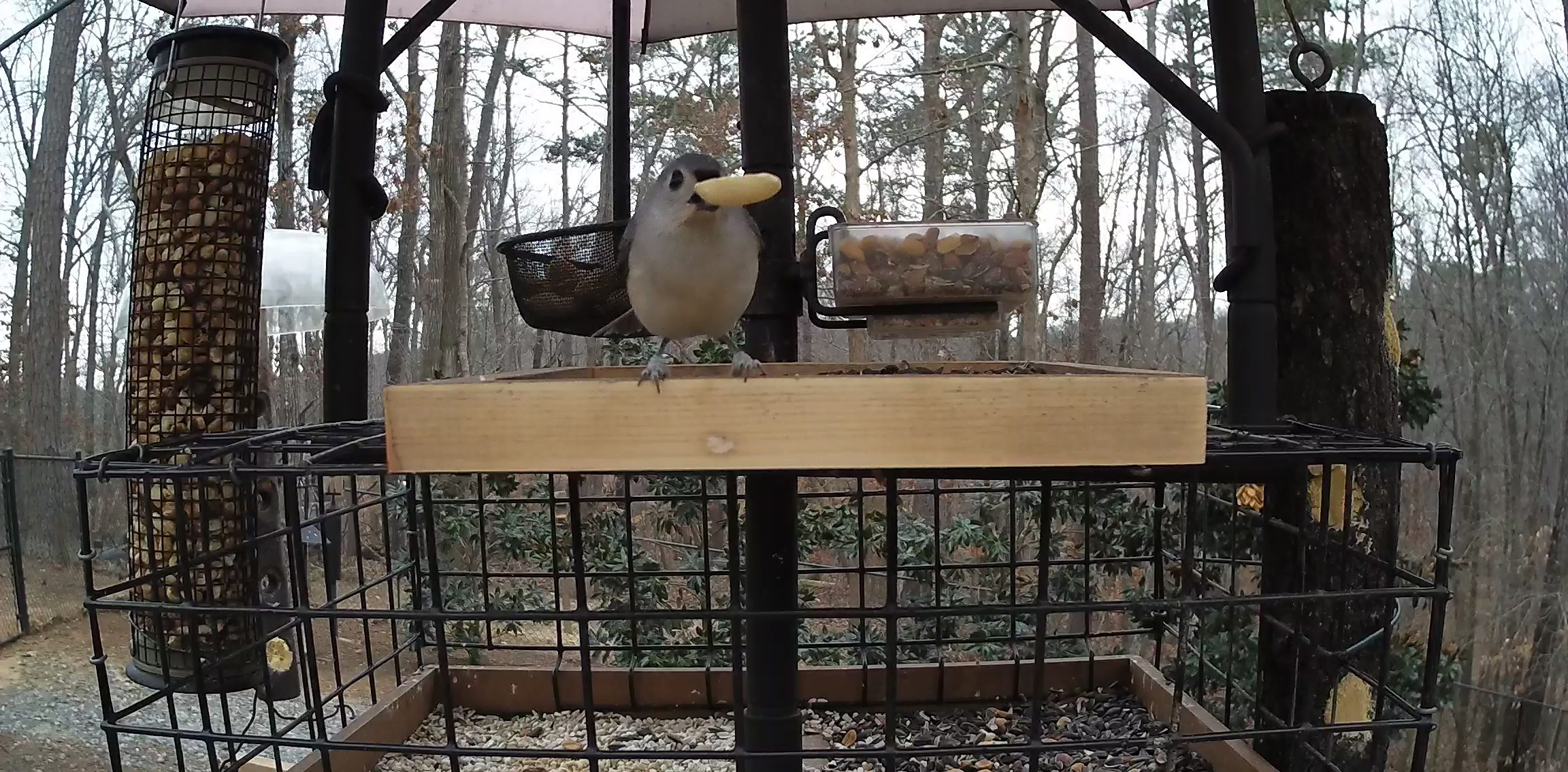 Found a Peanut: Tufted Titmouse