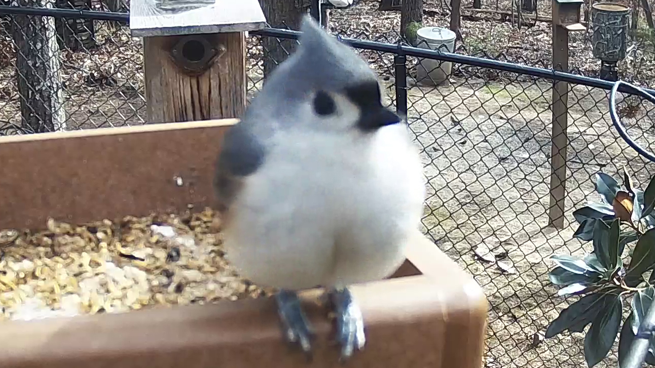 Tufted Titmouse - Tufted