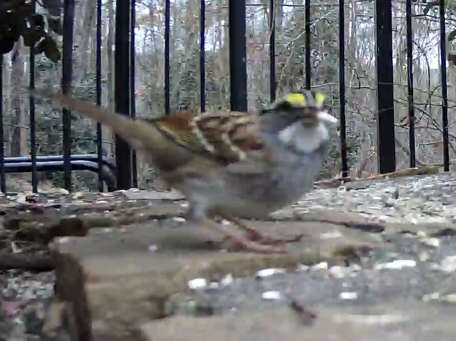 White-Throated Sparrow