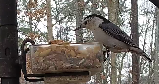 White-breasted Nuthatch on Cup