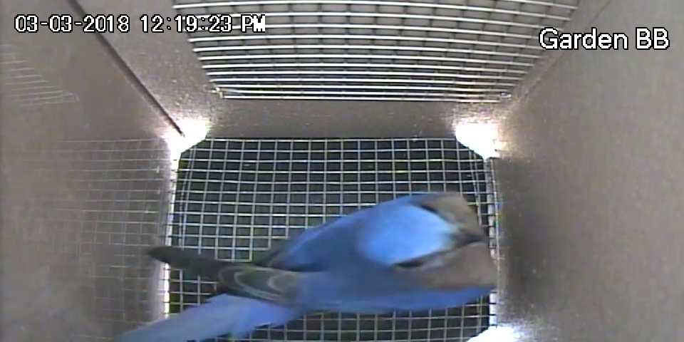 Male Bluebird Checks out Birdhouse