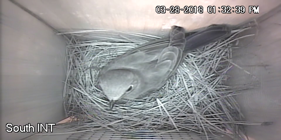 Momma BB S Testing Nest