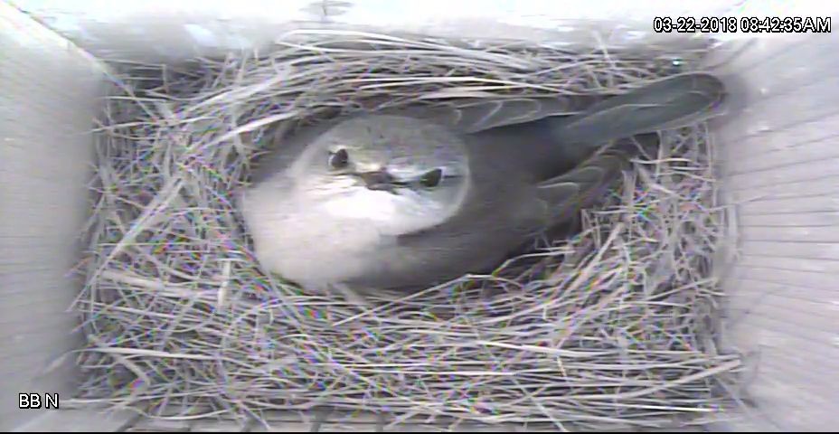 Momma Bluebird N on Nest