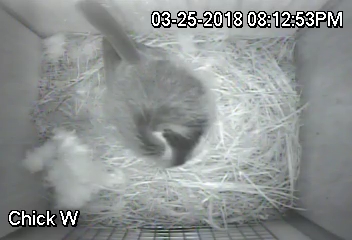 Momma Chickadee on Nest