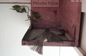 Nesting Season 2018: Phoebe vs Wren