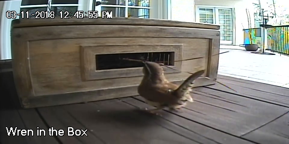 Wren in the Box