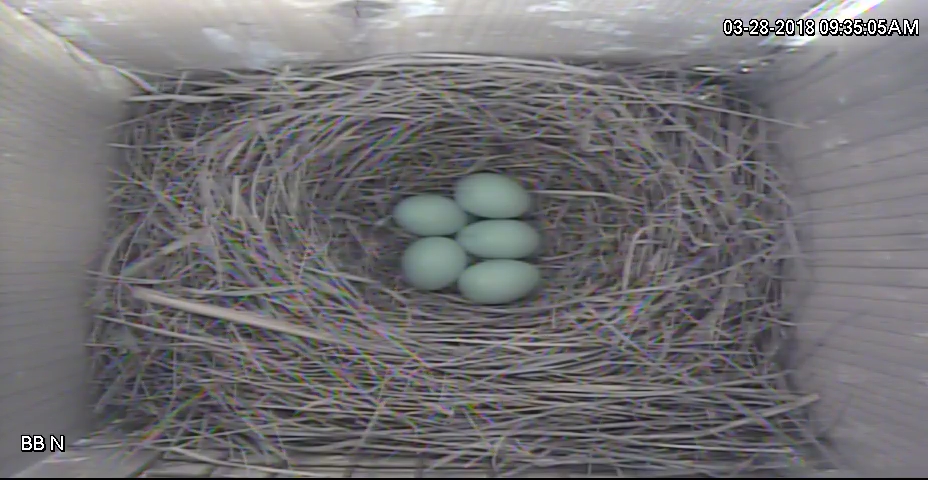 Bluebird - 5 Eggs