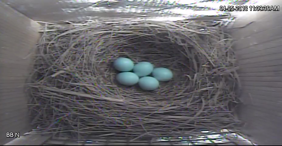 Bluebird N Eggs 2018