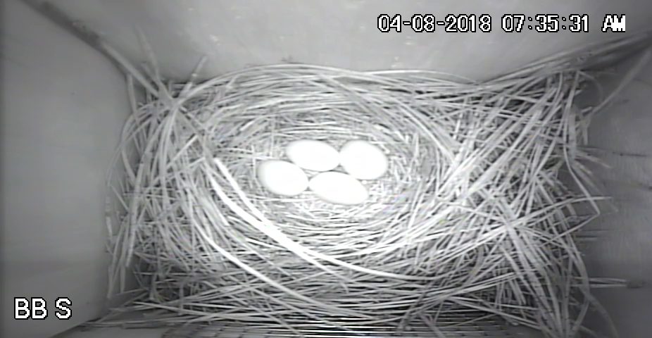 Bluebird S Eggs 2018