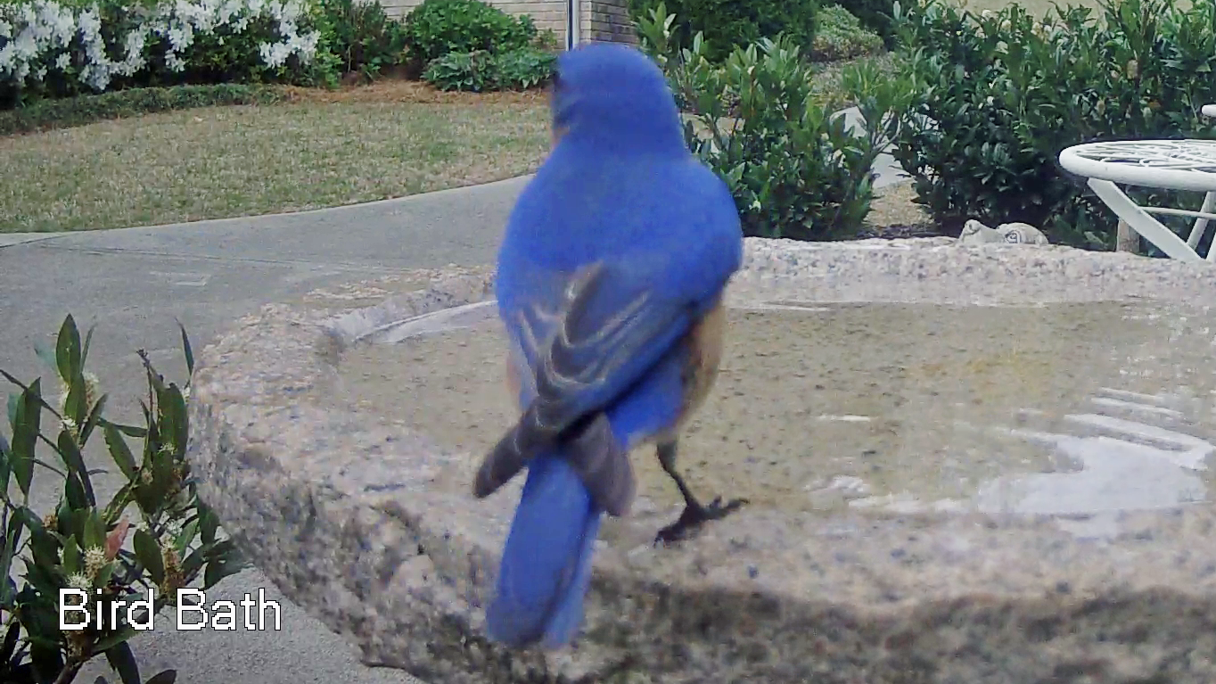 Bluebirds Turn Bright Blue