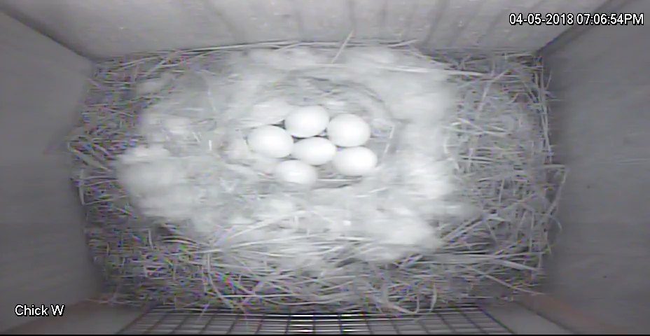 Chickadee Eggs 2018