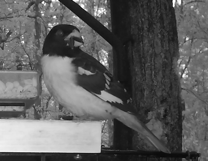 Male Grosbeak With White Chest