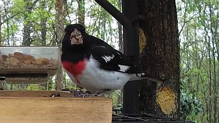 Male Grosbeak