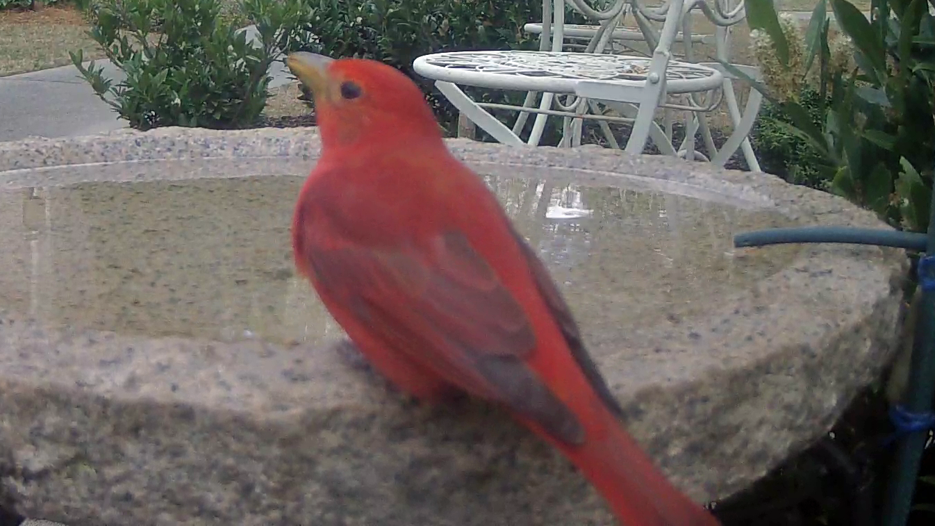 Summer Tanager Returns