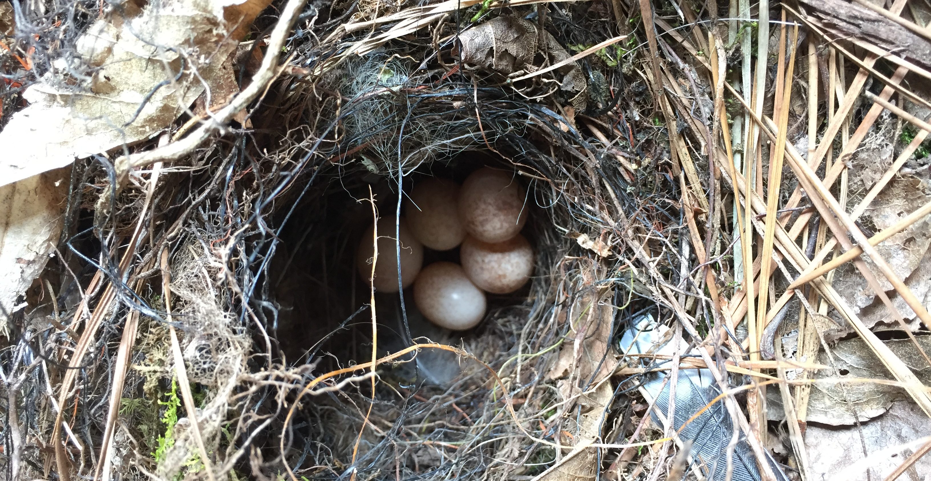 Wren Eggs 2018