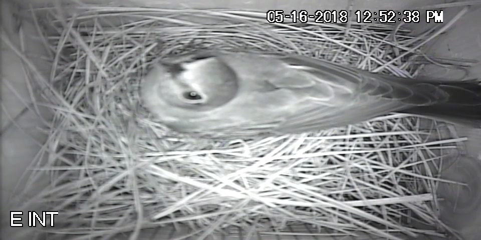 Eastern Bluebird Nest - May 2018