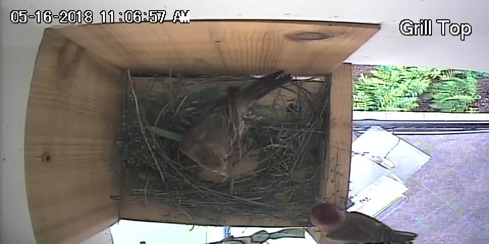 House Wren Nest - May 2018